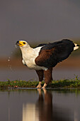 African fish eagle (Haliaeetus vocifer) drinking, Zimanga private game reserve, KwaZulu-Natal, South Africa, Africa
