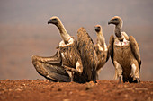 Whitebacked vultures (Gyps africanus) moving in to feed, Zimanga private game reserve, KwaZulu-Natal, South Africa, Africa