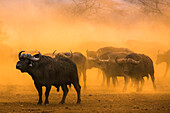 Cape buffalo (Syncerus caffer) herd, Zimanga private game reserve, KwaZulu-Natal, South Africa, Africa