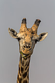 Giraffe (Giraffa camelopardalis) Fütterung, Krüger Nationalpark, Südafrika, Afrika