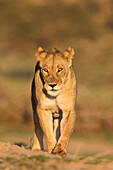 Lioness (Panthera leo) in the Kalahari, Kgalagadi Transfrontier Park, Northern Cape, South Africa, Africa