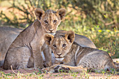 Lion cubs (Panthera leo) in the Kalahari, Kgalagadi Transfrontier Park, Northern Cape, South Africa, Africa