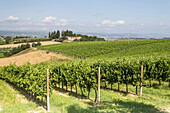 Vineyards near to Todi, Umbria, Italy, Europe