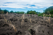 Boden voller Löcher von Megapode Jäger graben für Eier der Megapode Vögel (Megapodiidae), Ost-Neuen Britannien, Papua-Neuguinea, Pazifik