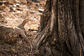 Monitor Eidechse, Ranthambhore Nationalpark, Rajasthan, Indien, Asien
