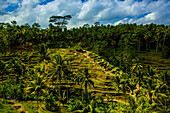 Tegalalang Terraced Rice Paddy, Bali, Indonesia, Southeast Asia, Asia
