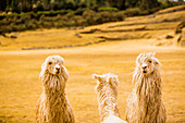 Drei Lamas, Sacsayhuaman Ruinen, Cusco, Peru, Südamerika