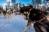 Husky Dogsledding Safari, Kakslauttanen Iglu Village, Saariselka, Finnland, Skandinavien, Europa