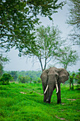 Elefanten auf Safari, Mizumi Safari Park, Tansania, Ostafrika, Afrika