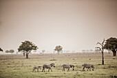 Zebras auf Safari, Mizumi Safari Park, Tansania, Ostafrika, Afrika