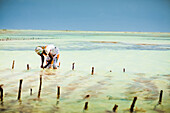 Seaweed farmer, Zanzibar Island, Tanzania, East Africa, Africa