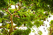 Riesenfrucht Fledermäuse, Bali, Indonesien, Südostasien, Asien