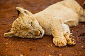 Baby-Löwe ??im Krüger Nationalpark, Johannesburg, Südafrika, Afrika