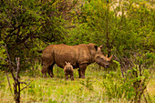 Afrikanisches Nashorn und Baby, Krüger Nationalpark, Johannesburg, Südafrika, Afrika