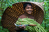 A boy harvests long beans in the Chittagong Hill Tracts, Bangladesh, Asia