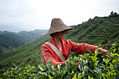 Eine Frau sammelt Teeblätter auf einem Puer-Teehaus in der Provinz Yunnan, China, Asien