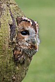 Tawny Eule (Strix aluco), Gefangenschaft, Cumbria, England, Großbritannien, Europa