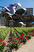 Vines, traditional roses and the striking hotel at Marques de Riscal Bodega, designed by Frank Gehry, near Elciego, La Rioja, Spain, Europe