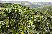 Cafetales, Coffee plantations, Coffee Cultural Landscape, Quindio, Colombia, South America
