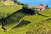 Txakoli vineyards. Getaria. Gipuzkoa. Basque Country. Spain.