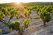 Vineyards, Rioja wine, Haro, La Rioja, Spain