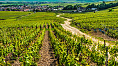 Frankreich-Champagne-Marne-Weinberge um Vertus, 'Hauptstadt' der Cotes de Blancs Bereich in der Champagne wwines Bezirke.