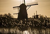 Netherlands, Kinderdijk, Traditional Dutch windmills, dusk.