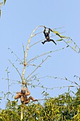 South east Asia, India,Tripura state,Gumti wildlife sanctuary,Western hoolock gibbon (Hoolock hoolock), adult female with baby.