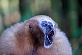 South east Asia, India,Tripura state,Gumti wildlife sanctuary,Western hoolock gibbon (Hoolock hoolock), adult female howling.