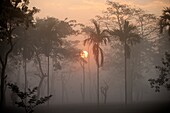 South east Asia, India,Tripura state,Gumti wildlife sanctuary,sunrise.