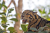South east Asia, India,Tripura state,Clouded leopard (Neofelis nebulosa).