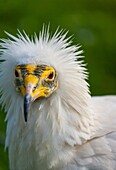 Egyptian vulture (Neophron percnopterus), also called the white scavenger vulture or pharaoh's chicken.
