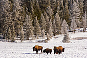 American bison (Bison bison), Yellowstone National Park, USA.