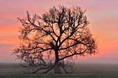 Oak trees in a foggy pasture near Route 66, Vinita, Oklahoma, USA.