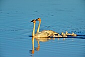 Trumpeter swan (Cygnus buccinator) Adults feeding in pond with young, Seney NWR, Seney, Michigan, USA.