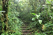 Monteverde Cloud Forest Reserve, Costa Rica