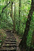 Monteverde Cloud Forest Reserve, Costa Rica