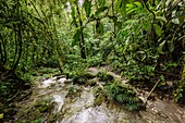 Guatemala, El Quiche, Lancetillo, Tropical forest in Cuchumatanes range near La Parroquia