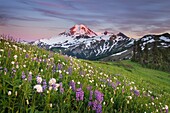 Mount Baker seen from wildflowers meadows on Skyline Divide, Mount Baker Wilderness North Cascades Washington.