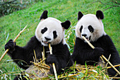 Giant panda pair eating bambou Ailuropoda melanoleuca captive ZooParc Beauval, France