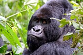 Portrait of male silverback Mountain gorilla (Gorilla beringei beringei) Virunga National Park, Democratic Republic of Congo, Africa.