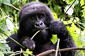 Female Mountain gorilla feeding in forest (Gorilla beringei beringei) Virunga National Park, Democratic Republic of Congo, Africa.