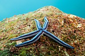 Blue Starfish, Phataria unifascialis, Baltra Island, Galapagos, Ecuador.