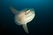 Ocean Sunfish, Mola mola, Punta Vicente Roca, Isabela Island, Galapagos, Ecuador.