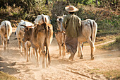 Farmer with his cattle, Chin State, Myanmar.