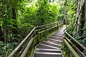 Jungle walkway at the Lower Trail, Iguazú National Park, Argentina.