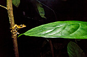 File-eared tree frog Polypedates otilophus. Image taken at Kubah National Park, Sarawak, Malaysia.
