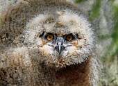 Eagle-owl, Bubo bubo, chick, Sweden