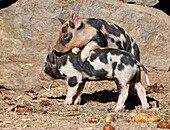 Sweden, Stockholm, Pigs Linderod piglets playing together