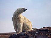 Ice Bear, Svalbard, Norway